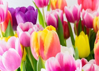 	foto-na-platno-barevne-tulipany-zblizka-jarni-motiv